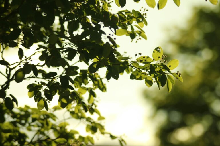 Moderne Balkonkraftwerke mit 800 Watt Leistung und neuen Regelungen 2026